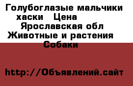 Голубоглазые мальчики хаски › Цена ­ 9 000 - Ярославская обл. Животные и растения » Собаки   